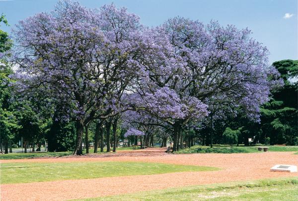 Barrancas de Belgrano